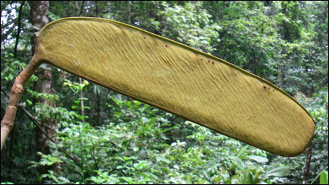 Berlinia Korupensis (Foto: RBG Kew)