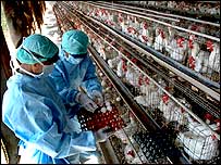 مہاراشٹر کے نوا پور اور دیگر پولٹری فارمز میں مرغیوں کے مارنے کا  کام تیزی سے جاری ہے۔ 