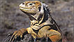Iguana em Galápagos
