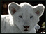 White lion cub
