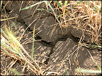 Посуха в Україні охопила переважно південно-східні регіони