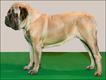 Mastife (Foto: The Kennel Club Picture Library)