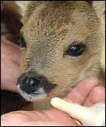 A deer is bottle fed by a New Forest Keeper