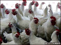 Criação de frangos