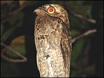 Um urutau "mãe-da-lua", espécie noturna e exclusivamente neotropical (Nyctibius griseus). Foto: Mario Cohn-Haft/Geoma/Divulgação