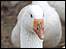 Goose 