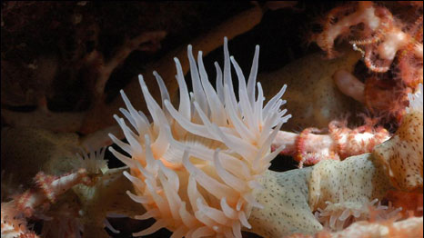 Anêmona (Foto: Universidade de Southampton)