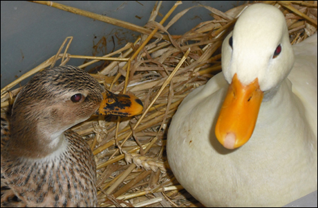 Vera and Jack Duckworth