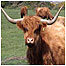 Highland cattle