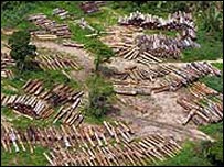 Desmatamento na Amazônia (arquivo)