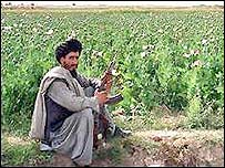 دولت افغانستان، هنوز نتوانسته کشت جايگزين مناسبی را به کشاروزان پيشنهاد کند که بتواند آنها را به توقف کشت خشخاش ترغيب کند