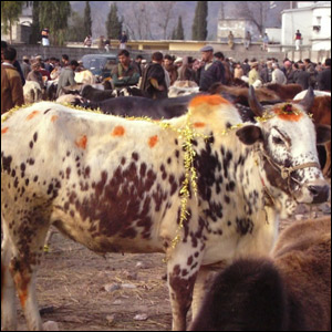 عید الاضحیٰ