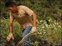 Bolivya'da koka işçisi 