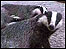 Badger (copyright Wildlink)