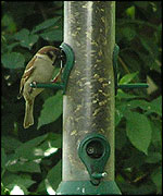 tree sparrow and bird feeder