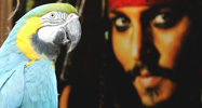 Capten Jack Sparrow Capten Jack Sparrow