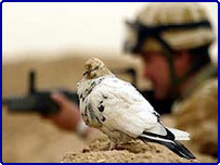 Чи долучиться ООН до Іраку?