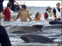 Mais de cem pessoas tentam salvar as baleias, mantendo-as úmidas