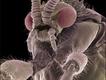 Imagem microscópica de mosca não identificada (Foto: Steve Gschmeissner / Science Photo Library)