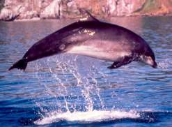 A dolphin leaping from the water. © Aberdeen University.