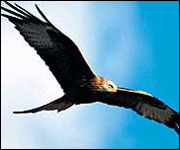 Red Kite