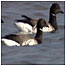Islands Index (Pale bellied Brent Geese)