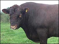 Red Poll (Picture: Red Poll Cattle Society)