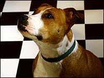 Sitting on the dogshelf (floor!)