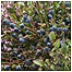 Bilberry Stiperstones c/o Shropshire Wildlife Trust and Ben Osborne