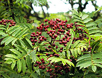 Rowan Berries: Photo:  WTPL/Peter Paice