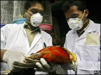 Agentes de saúde inspecionam ave na Indonésia