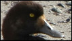 An oil-soaked bird is shown on a beach at the Berkeley Marina on November 12, 2007 in Berkeley, California