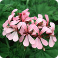 Pelargonium