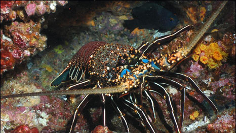 Lagosta espinhosa (Foto: Universidade de Southampton)