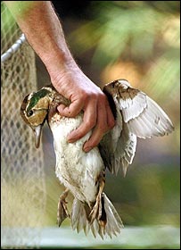 آنفولانزای مرغی به مرزهای افغانستان نزديک می شود