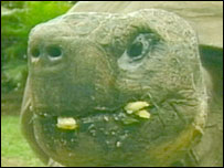 هری يت لاک پشت 175 ساله - عکس پانزده نوامبر 2005