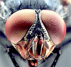 Male blowfly ©Hein L Leertouwer, University of Groningen