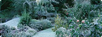 Frosty garden