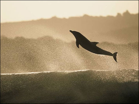 Imagem do fotógrafo Greg Huglin mostra golfinhos surfando na África do Sul