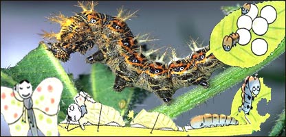 سيرتکاملی پروانه 