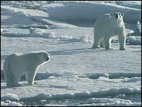 Ursos polares