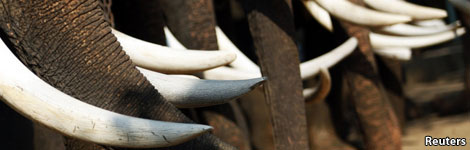 elephant tusks