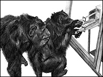 شامپانزه از مادرش می آموزد، نقاشی از ايمی ويتن