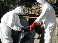 Kuş gribine yakalanan kümes hayvanı itlaf edilirken