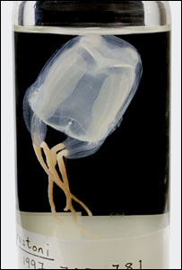 A água-viva australiana Box Jellyfish