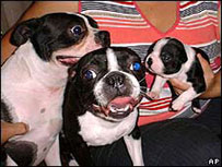 Ginger (no centro) foi sugada quando passeava com o dono