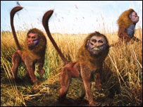 Imagem dos "baboukari"  Crédito da foto: ©The Future is Wild Limited - Pictural Charts Educational Trust