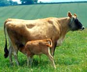 Cow and calf