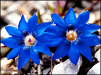 Çin'de koruma altındaki çiçekler (WWF-Michael Günther)