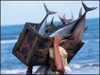 Ton balıkları taşıyanbir balıkçı(WWF - Jürgen Freund)